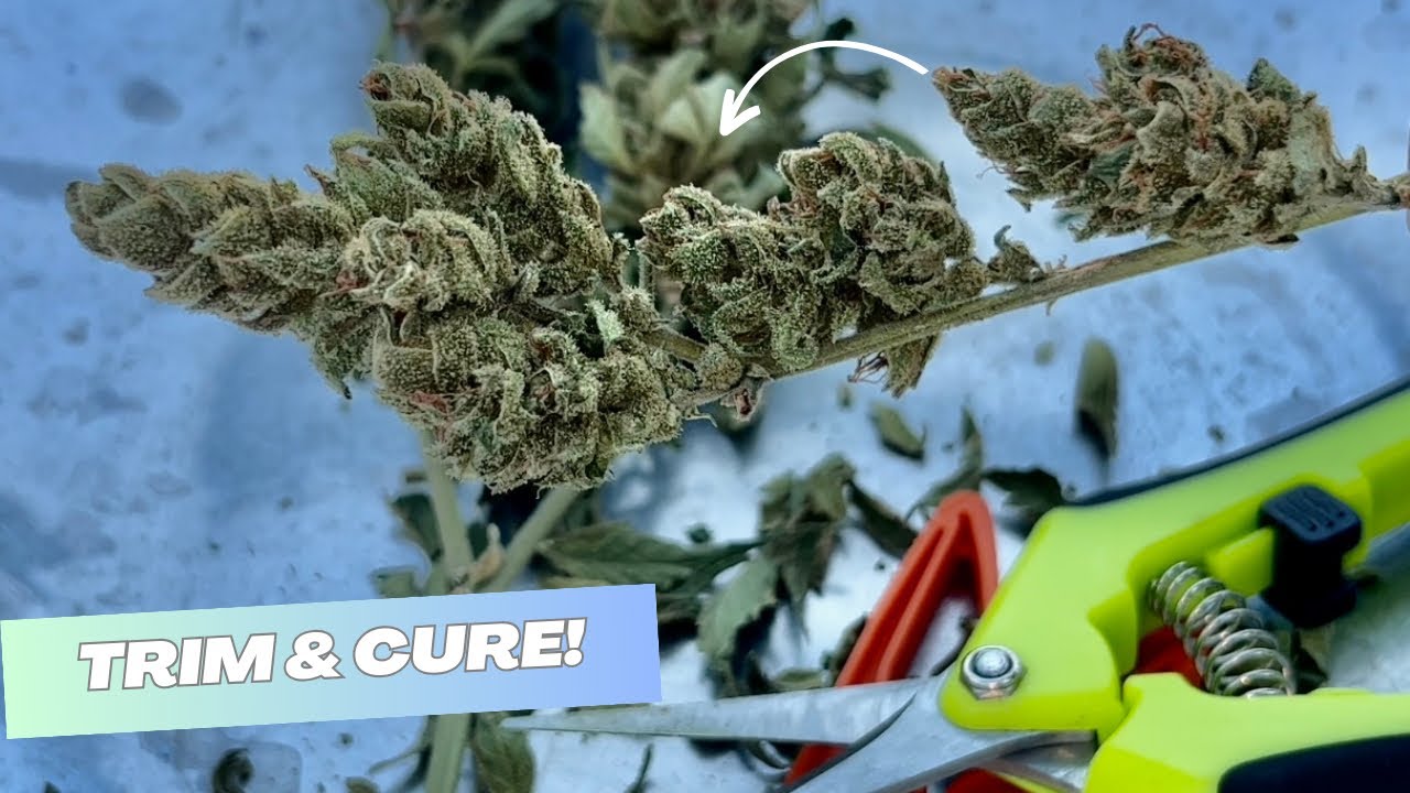 Trimming and Curing the Harvest: Blue Cheese, 10th Planet, and Cotton Candy Kush