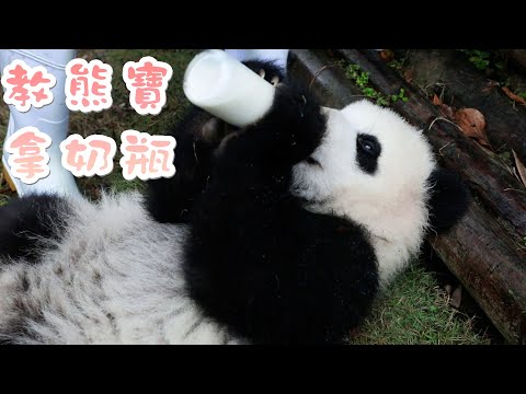 《熊貓早晚安》自己奶瓶，自己握 | iPanda熊貓頻道