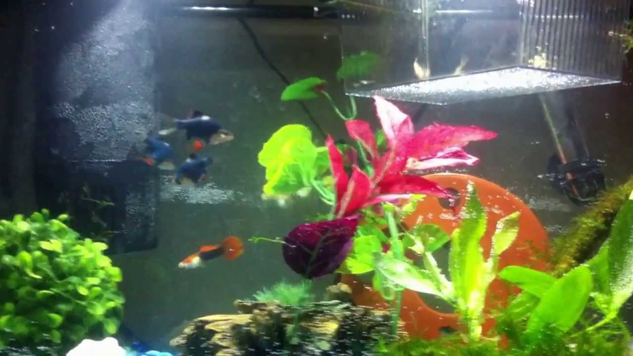 Can Barb Fish Live With Guppies?