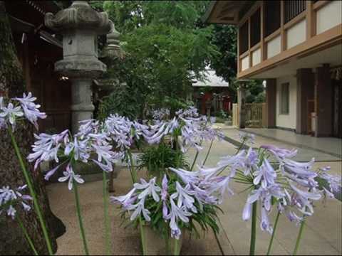 ♪「グリーンスリーブス」　山形由美　（アガパンサスの花々と共に）