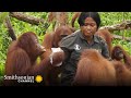 Orangutan Care and Behavior