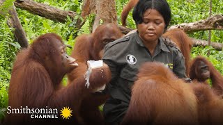 A Cheeky Orangutan Can Be Sneaky  Orangutan Jungle School | Smithsonian Channel