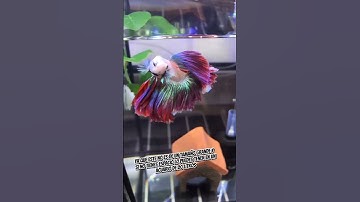 Pez betta de los mejores para tener en un acuario de 20 litros #peces #betta #aquarium