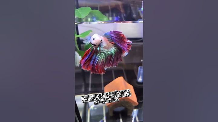 Pez betta de los mejores para tener en un acuario de 20 litros #peces #betta #aquarium