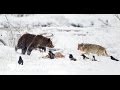 Fight grizzly bear and wolf encounter  documentary full length