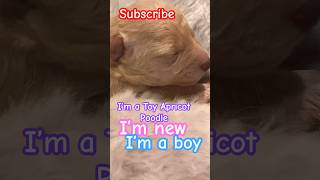 New baby #fypシ゚viral #fyp #shorts #cute #puppy #poodle #dog #pets #doglover #toypoodle #funny #dogs