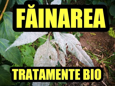 Video: Făinarea în dovleci - Ce să faci pentru mucegaiul de pe frunzele de dovleac