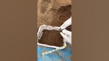 Cách trồng rêu đơn giản. Mời mọi người thử ạ. #bonsai #caycanh #tiểucảnh #tieucanhmini