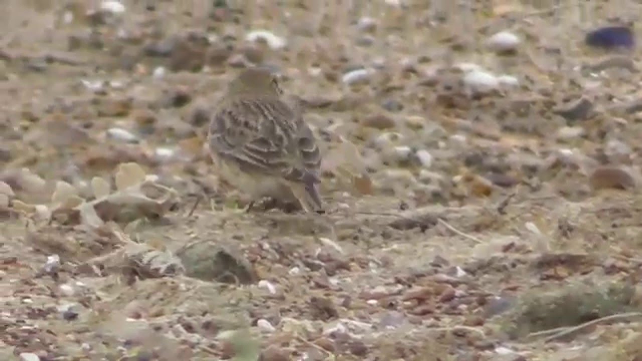 Close up on  Shore Lark birds Holme Dunes Norfolk UK 2Jan16 1044a