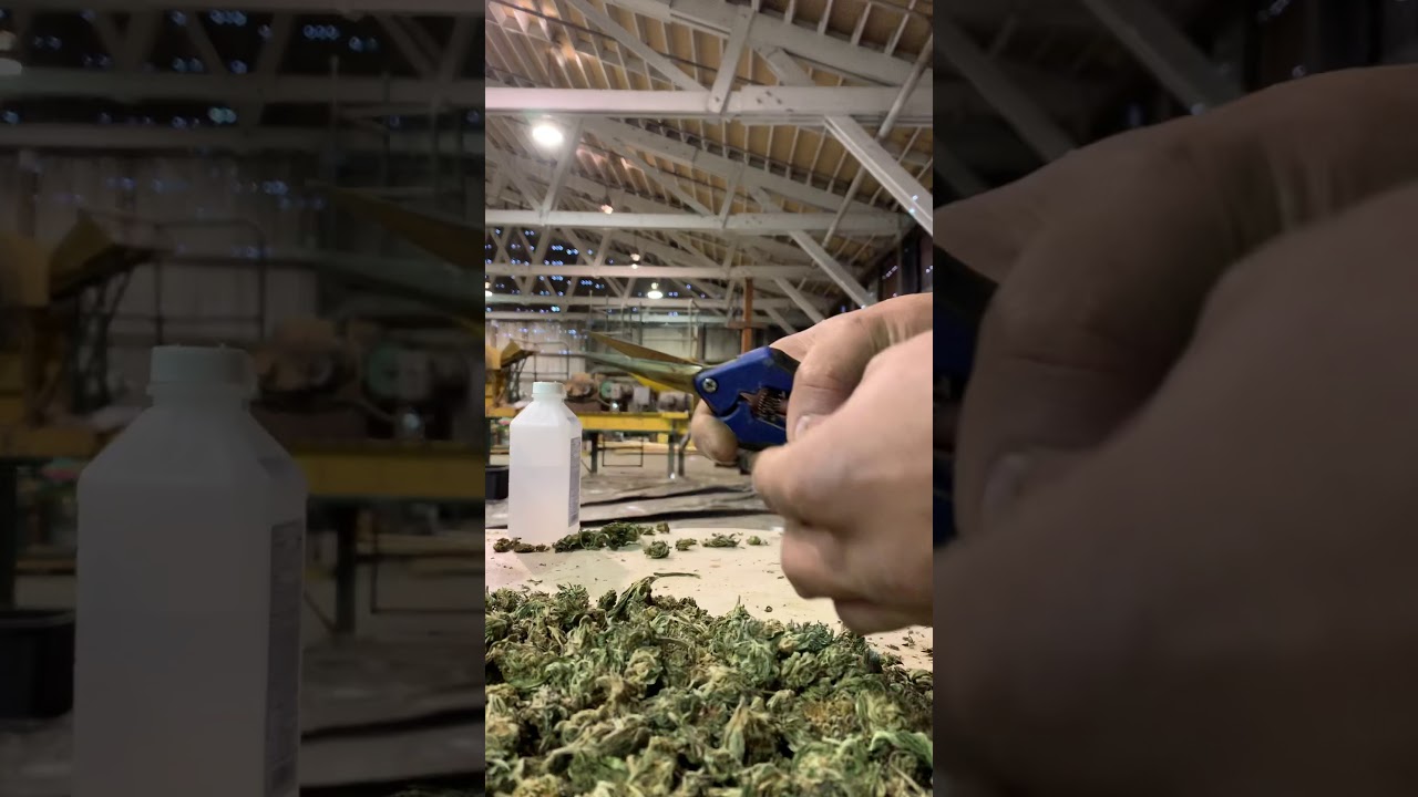 Como cortar marijuana en el estado  de oregon