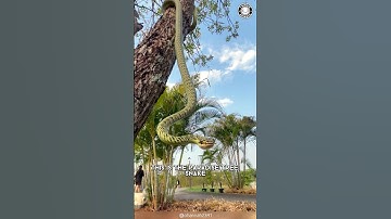 Paradijsboomslang 🐍 Een slang die VLIEGT!?