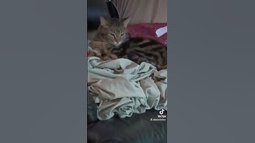 cat bath time #fyp #fypシ #cat #catnip #kittycat #tabbycat