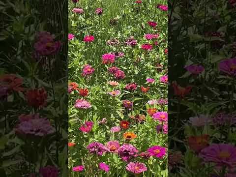 Video: Dianthus Cog Khub: Kawm Txog Cov Nroj Tsuag Ua Haujlwm Zoo Nrog Dianthus