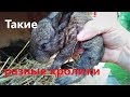 КРОЛИКИ бывают РАЗНЫЕ чёрные белые И бывают без одного УХА