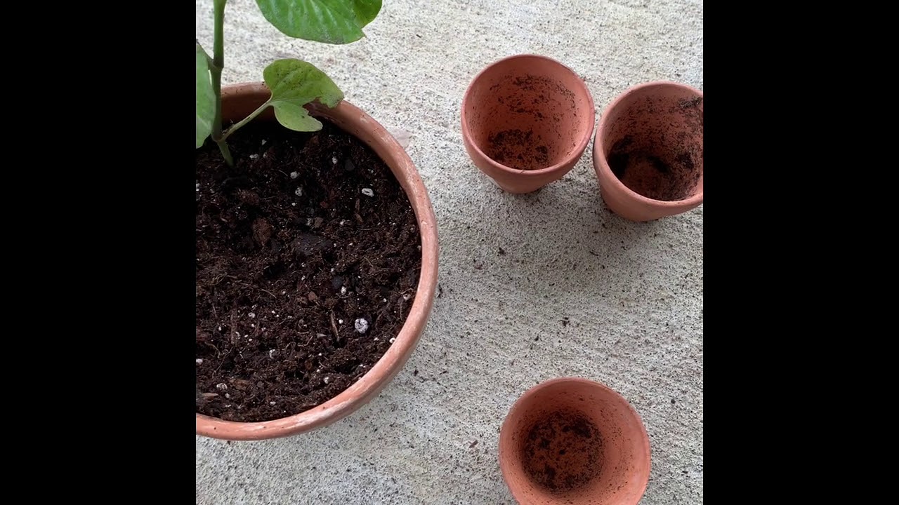 Kitchen Counter Top Garden DIY