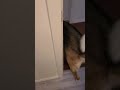 Where's Lilla? #short #shorts #shortvideo #dogs #pets