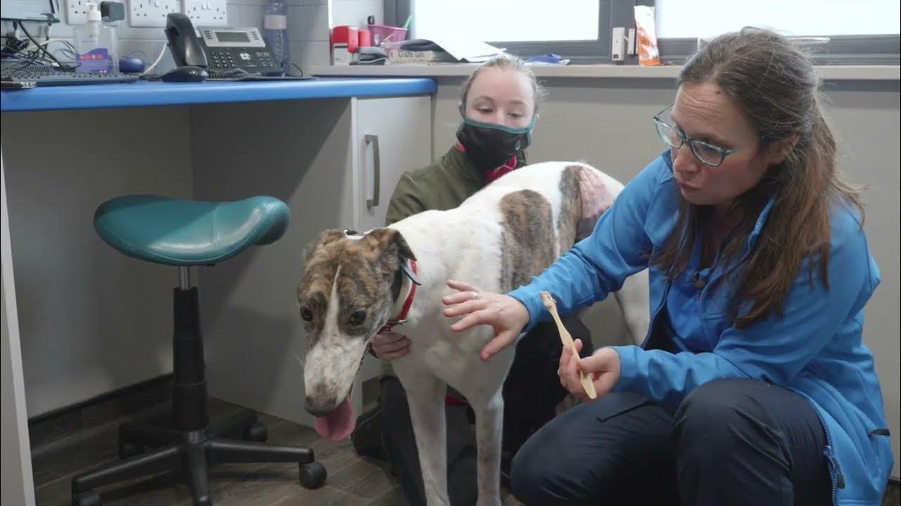 A guide to brushing your Greyhound's Teeth GRI Dental Health