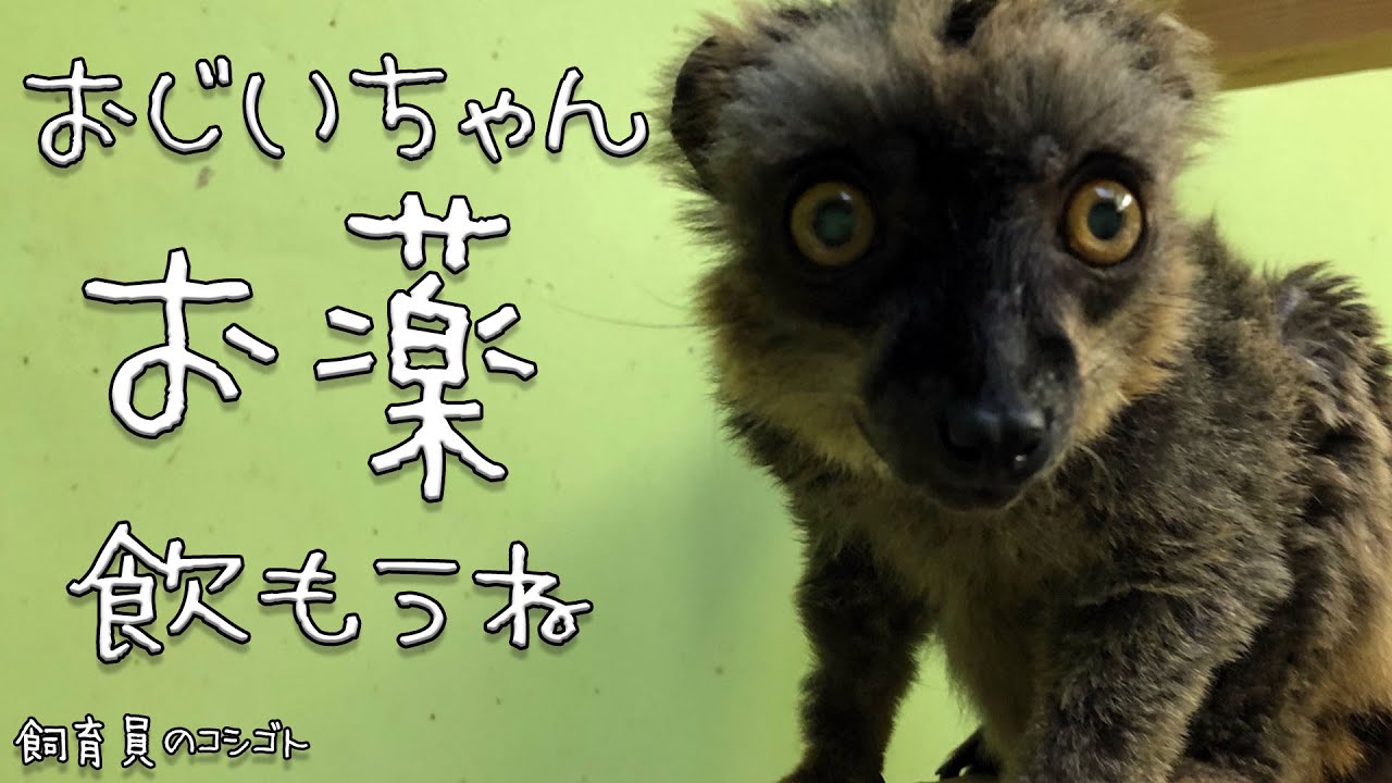 いつまでも若々しくいてほしい…膝のお悩みにはアノお薬！【飼育員のコシゴト】