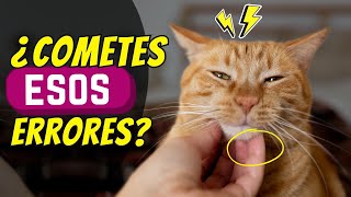 12 errores que casi TODOS cometen al acariciar a un gato (¿tú también?)