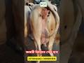 📢 - চমৎকার দুটি গাভী জরুরী সেল হবে! 🐄☎️- #গরুরভিডিও  - #দেশিগরু  - #গরুরখামার  - #CowShorts