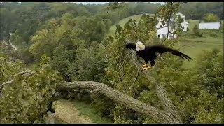 Decorah Eagles- Mom Has A Second Fish For Breakfast