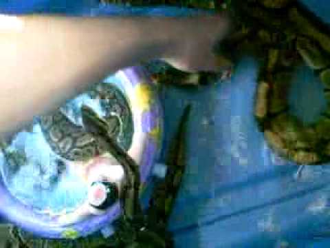 giving my ball pythons a bath