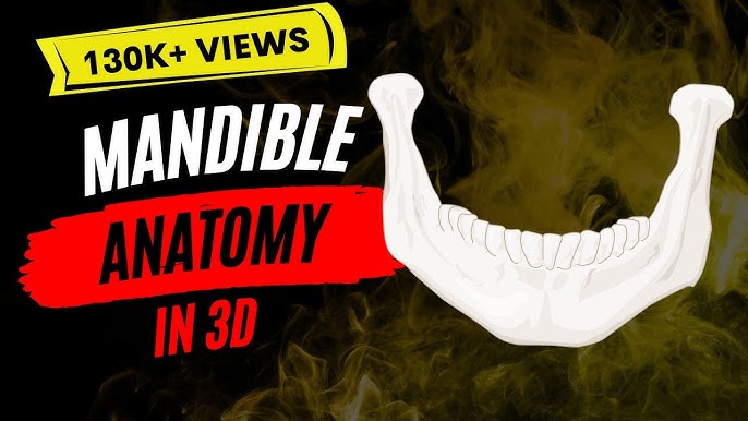 Anatomy of the Mandible: Easy and Quick Guide — Eightify