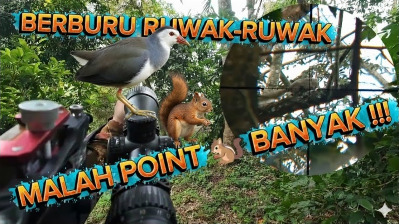 BERBURU RUAK-RUAK // MALAH POINT TUPAI BANYAK // HINGGA KEHUJANAN