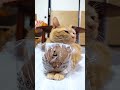 ふわもちパンケーキ ほろにがコーヒー 2個入　261002　 #cat #のせ猫 #cute　 #ねこ　 #猫のいる暮らし　 #ふわもちパンケーキ