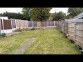 Our new 6 year old dog playing fetch with a tennis ball in the garden. A Cocker Spaniel named Amber.