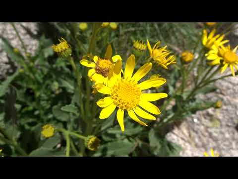 Senecio del Pirineo: Senecio pyrenaicus (www.riomoros.com)