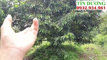 Hệ thống béc phun xịt thuốc tự động cho Sầu Riêng ở Mỹ Tân, Cái Bè, Tiền Giang.