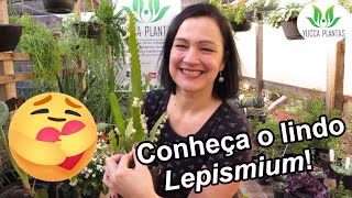 Cacto Serrote ou Lepismium - Conheça essa maravilha de suculenta pendente!  - thptnganamst.edu.vn