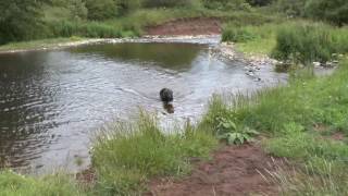 GSD bite work in water.