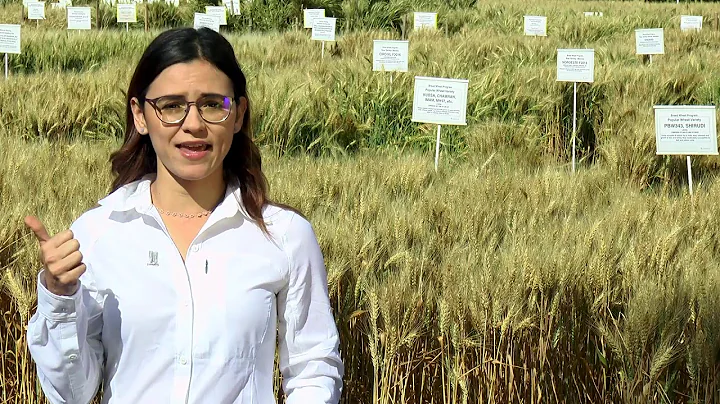 Carolina Rivera explains wheat physiology