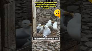 Bekarlık Sultanlıktır Dediklerine Bakmayın Şfet