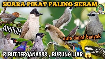 suara pikat  segala jenis burung kecil & besar ribut 💯 MP3 ampuh sedunia ❗