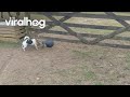 When You Can Fit Under the Gate but Your Ball Can't || ViralHog