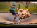 Funniest  Dog And Animals Jumping  on Trampoline Compilation