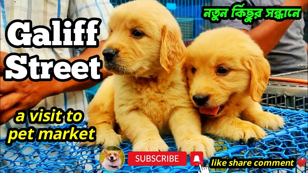 Galiff Street Pet Market Kolkata dog market in kolkata Dog Price