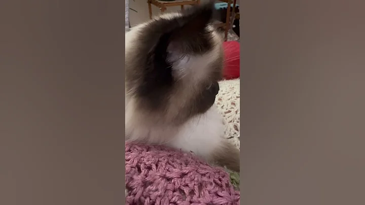 Video 4928361: catlover himalayancat, cat himalayancat, cats catlover funny, catlover cuddling