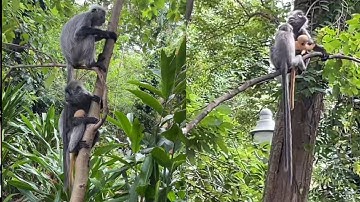 Gây cấn Drama ngoại tình đôi Voọc xám ở Thảo Cầm Viên đẻ Voọc con màu vàng không giống cha