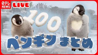 【ペンギンまとめ】“パタパタ” 追いかけていたのは…ペンギン２匹が謎の行動 / 【ペンギン】客の移動に合わせ…  仲間と勘違い？ / 赤ちゃんペンギンと飼育員が攻防　など（日テレニュース LIVE）