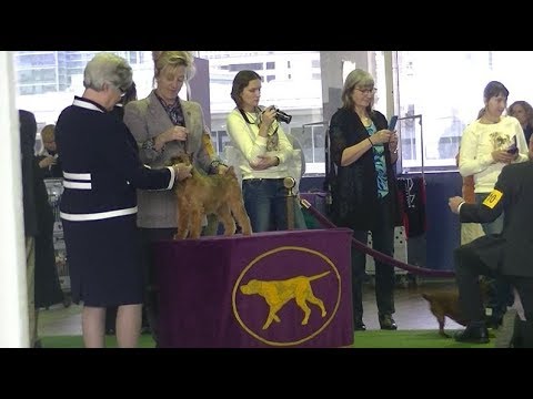 فيديو: Must-Watch TV For Dog People: The Westminster Dog Shows 12 -13 February