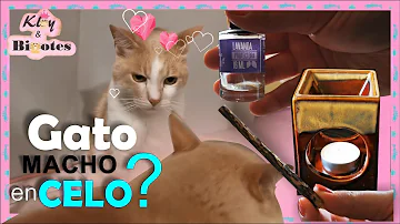 ¿Cómo es el comportamiento de un gato macho en celo?