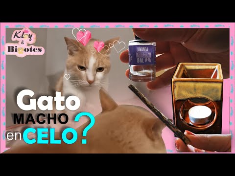 Video: Qué Hacer Cuando Tu Gato Está En Celo