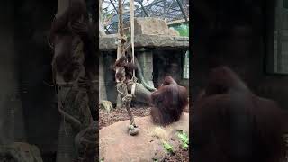 Orangutan Baby. Funny. Beauval Zoo