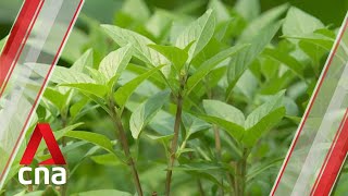 Therapeutic garden opens in Telok Blangah Hill Park