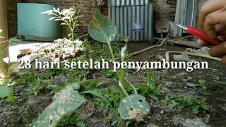 Experimen sambung pucuk Paprika merah dengan Ciplukan / Cecendet