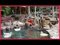 Spreading puzzle stones, flushing and changing pond water for fish - Ep.37